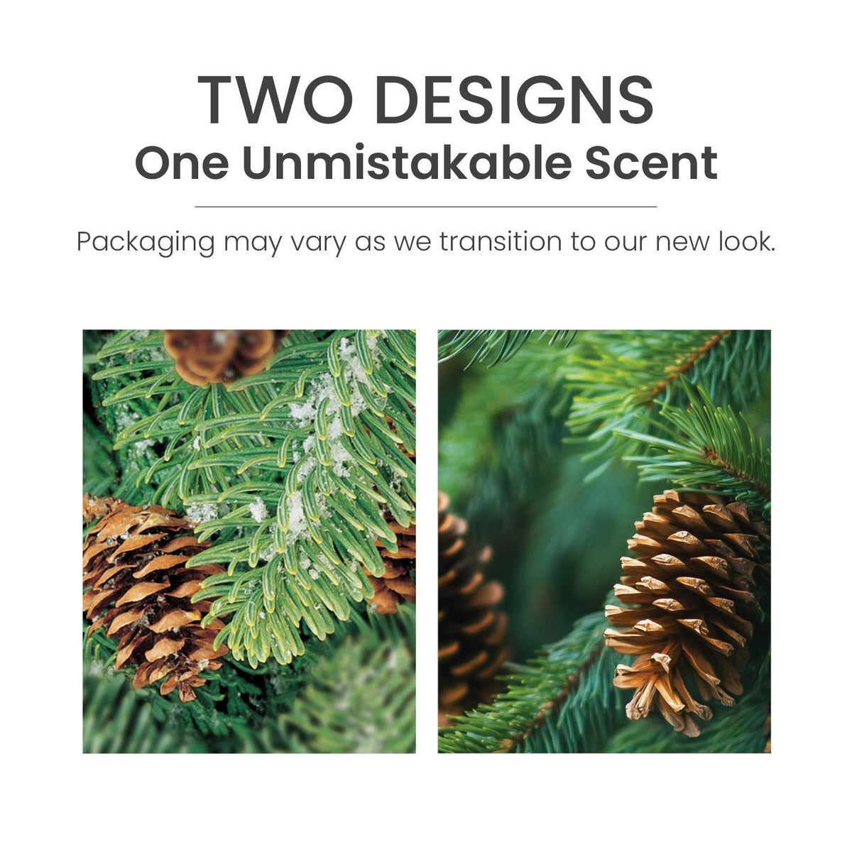 Balsam & Cedar ScentPlug® Refill