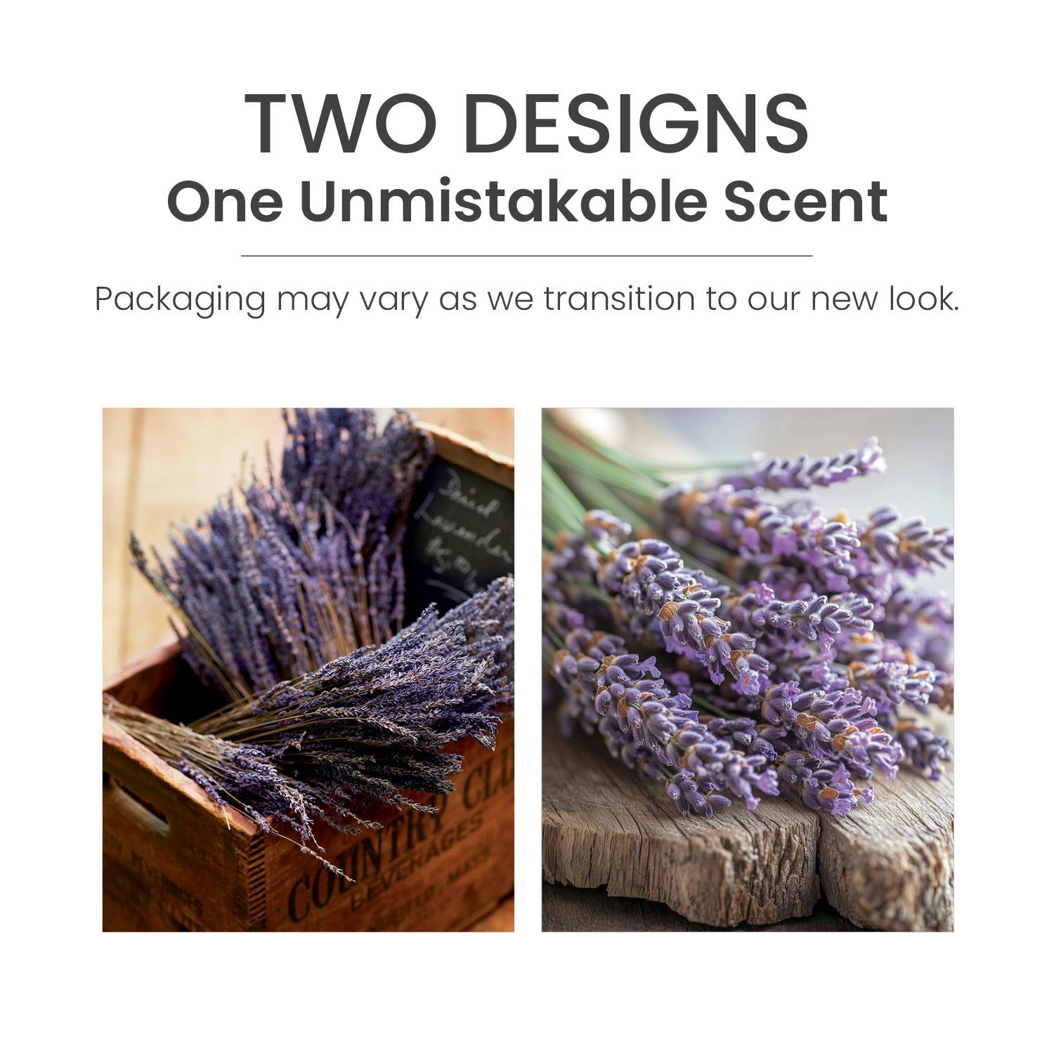 Dried Lavender & Oak ScentPlug® Refill